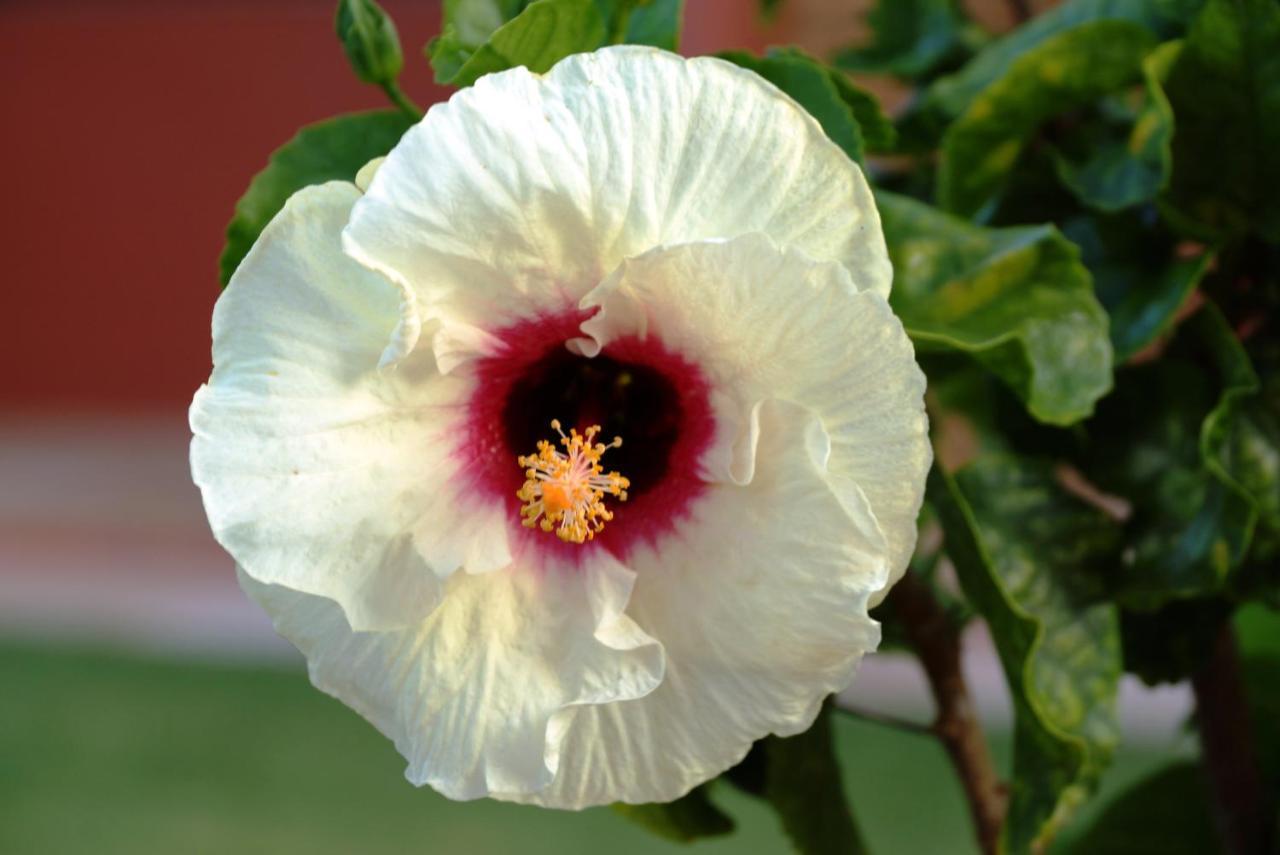 Dos Hibiscos 2*